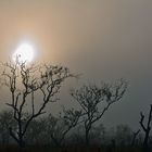 niebla al amanecer