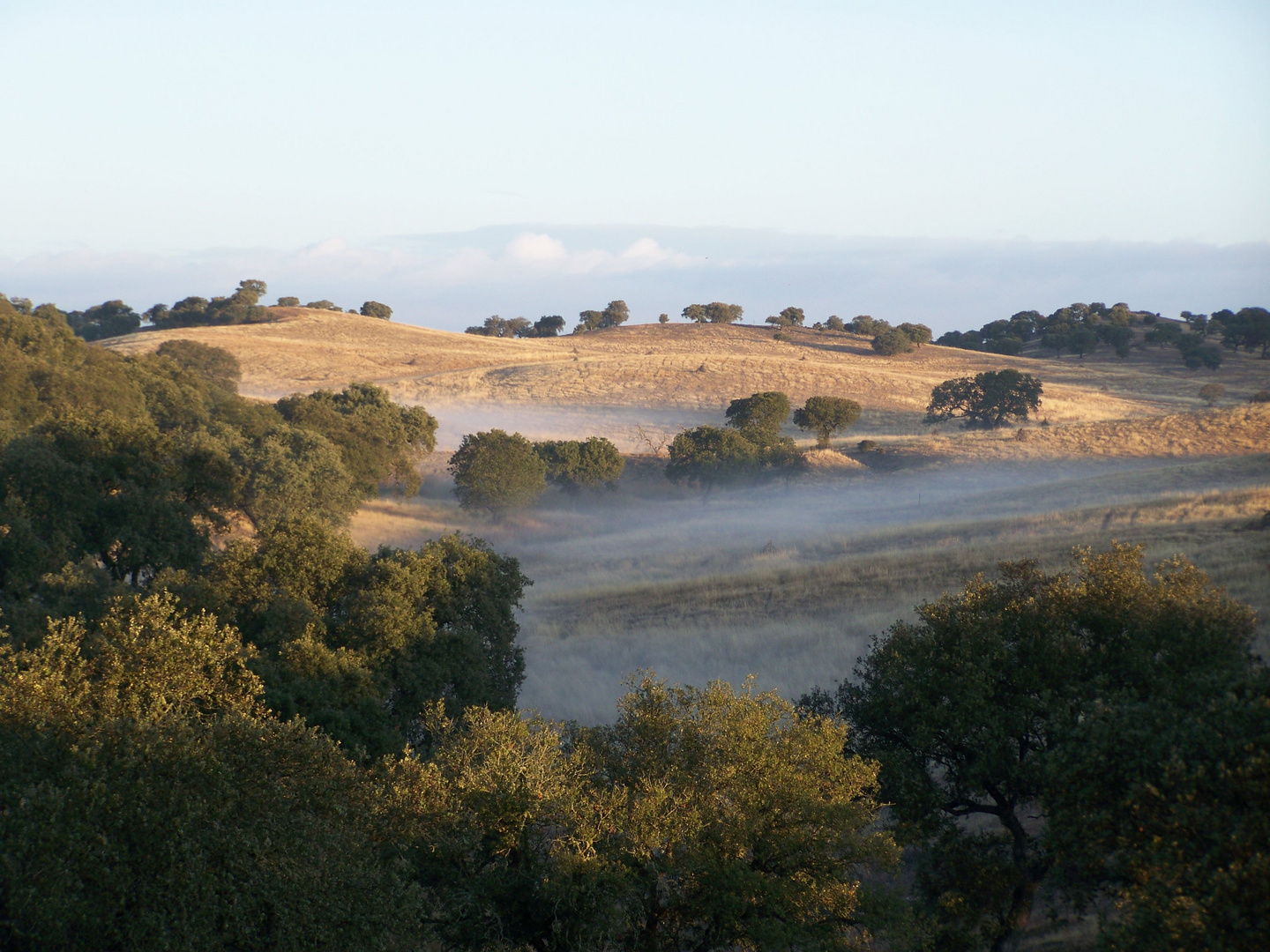 Niebla