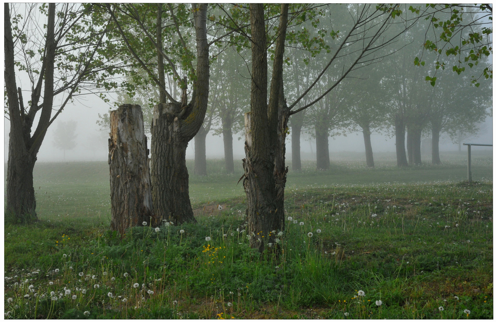 Niebla de la mañana