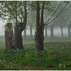 Niebla de la mañana