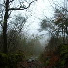 Niebla de Montaña