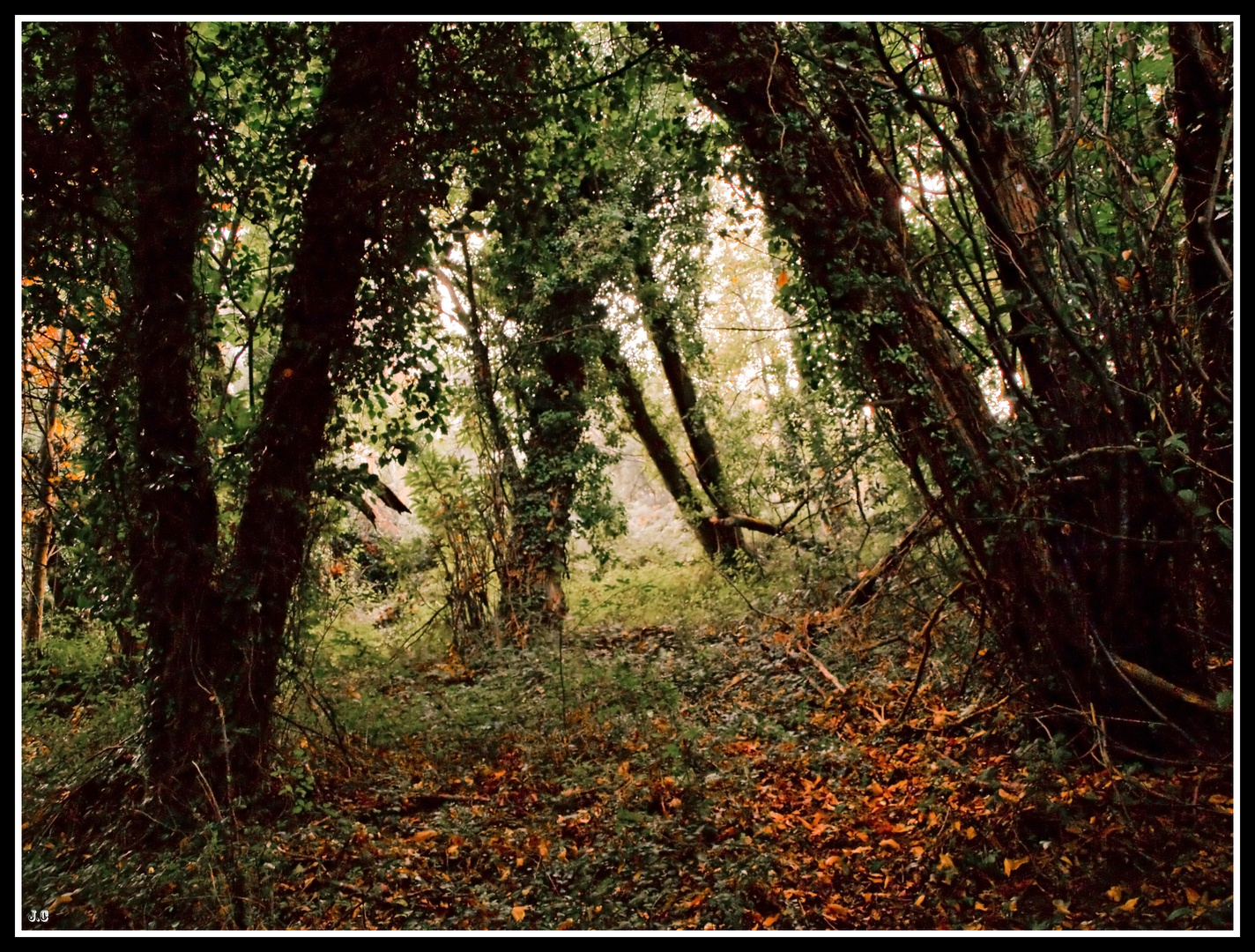 Niebla de Otoño