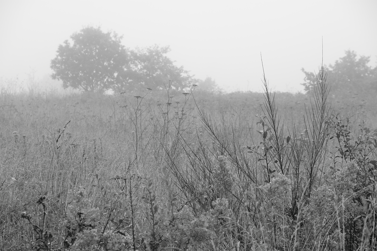 niebla en baio