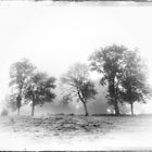 Niebla en el bosque