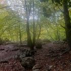 Niebla en el Bosque