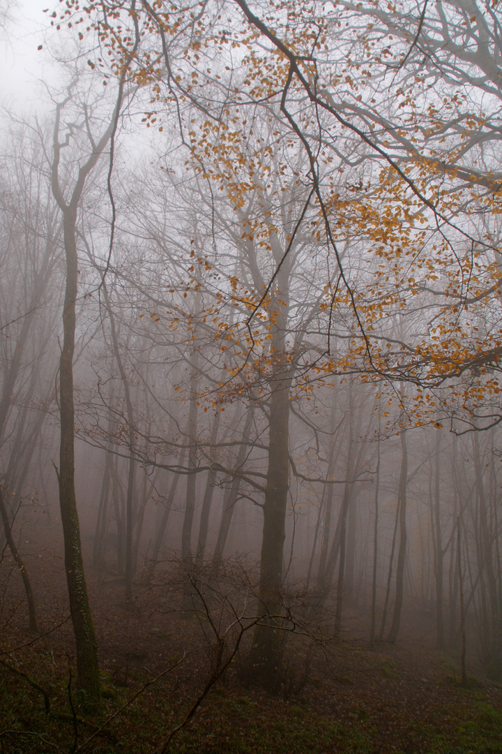 Niebla en el bosque