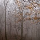 Niebla en el bosque