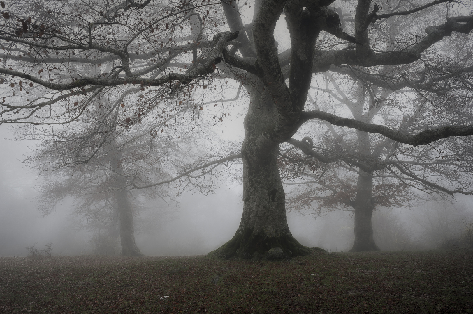 niebla en el bosque