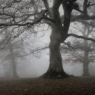 niebla en el bosque