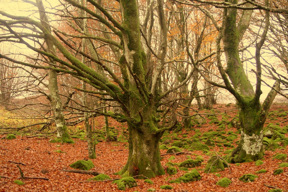 Niebla en el bosque