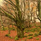 Niebla en el bosque