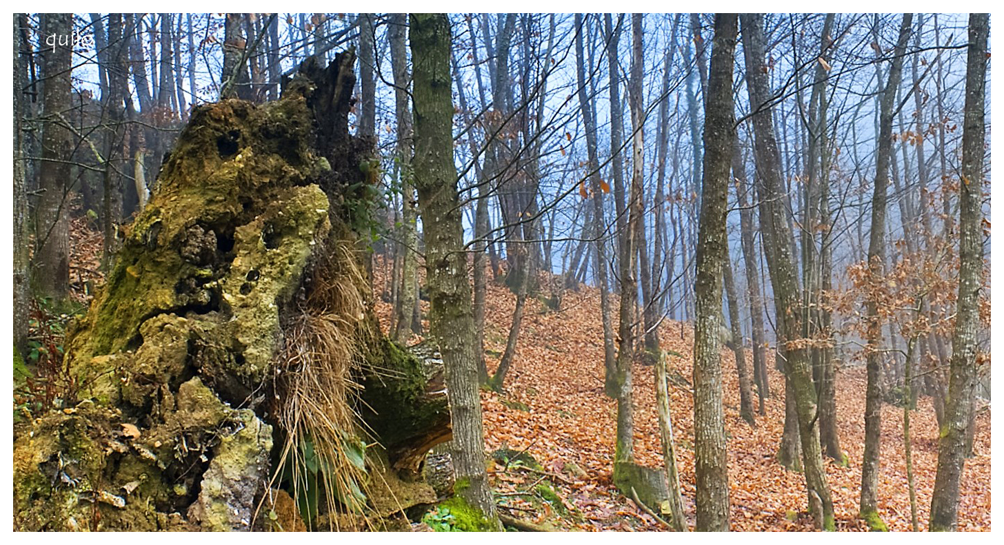 niebla en el bosque