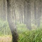 Niebla en el bosque del Calamot (Gava, Barcelona)