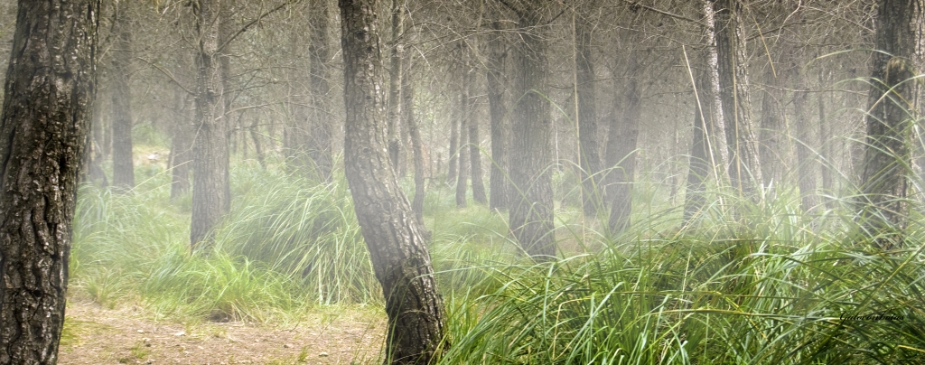 Niebla en el bosque del Calamot (Gava, Barcelona)