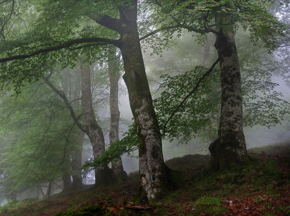 Niebla en el hayedo