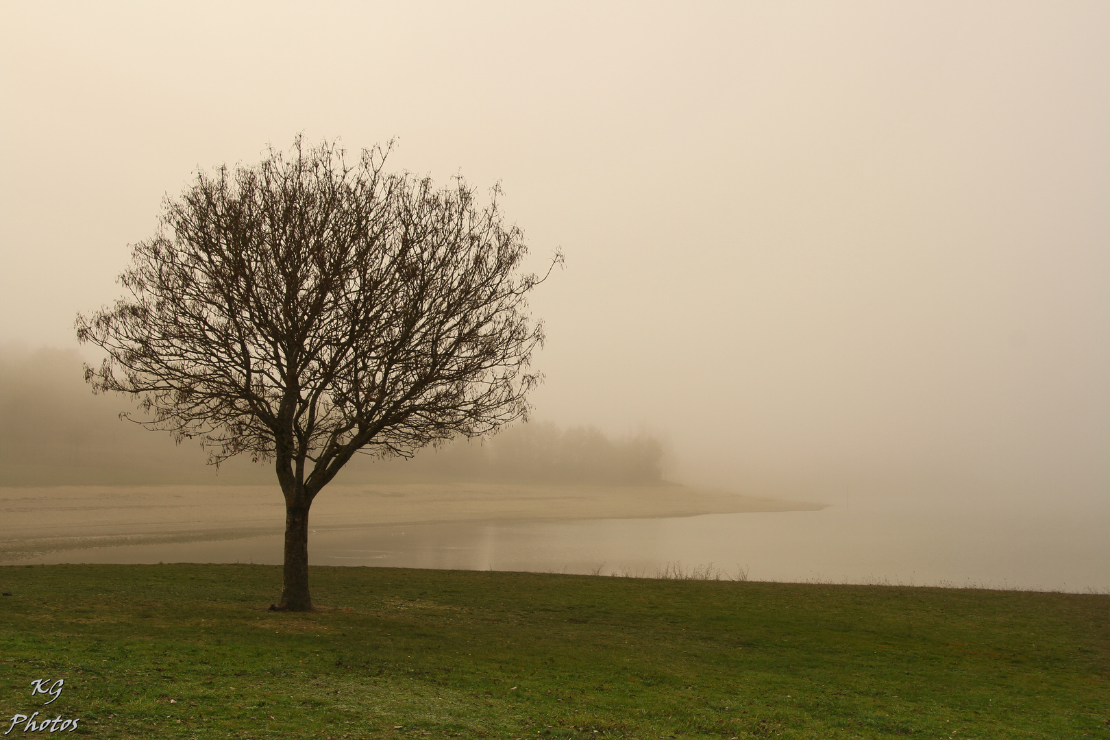 NIEBLA EN EL PANTANO