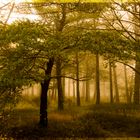 Niebla en el Paramo