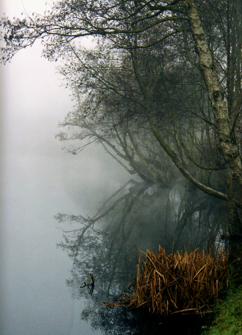 NIEBLA EN EL RÍO MIÑO