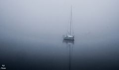 niebla en en pantano 