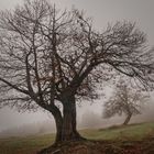 Niebla en Gorbeia