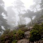 Niebla en la Cañada de las Ánimas