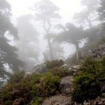 Niebla en la Cañada de las Ánimas