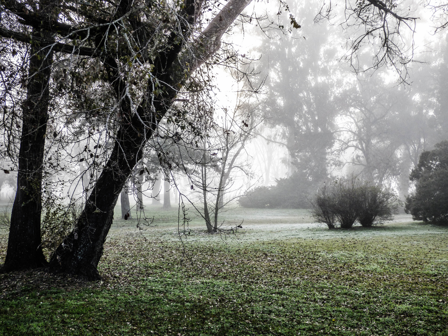 Niebla en la mañana