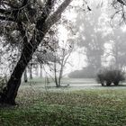 Niebla en la mañana