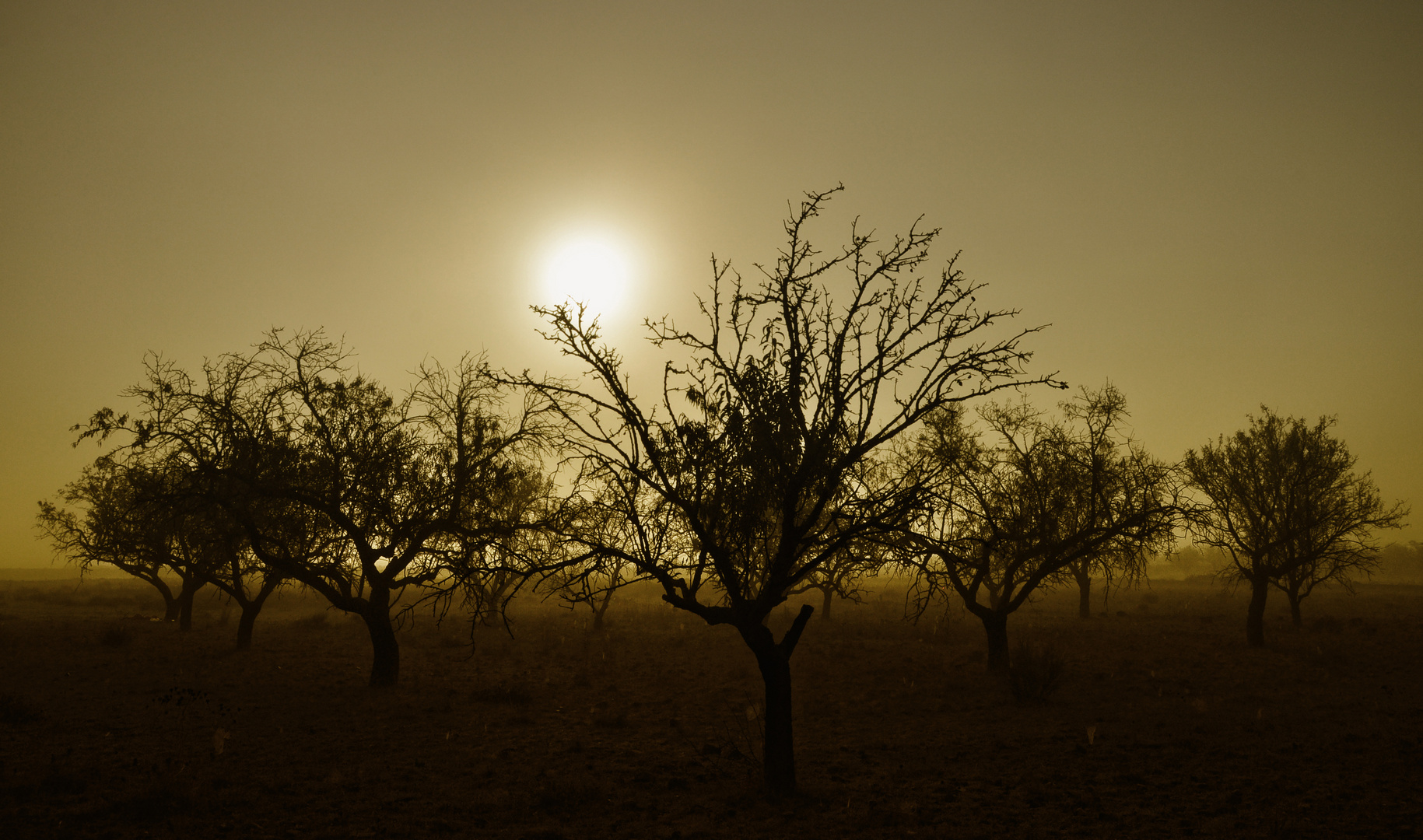 Niebla en la memoria