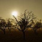 Niebla en la memoria