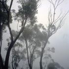 Niebla en las Blue Mountains