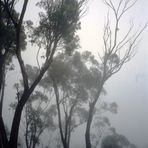 Niebla en las Blue Mountains