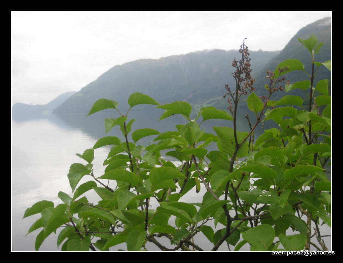 niebla en los fiordos