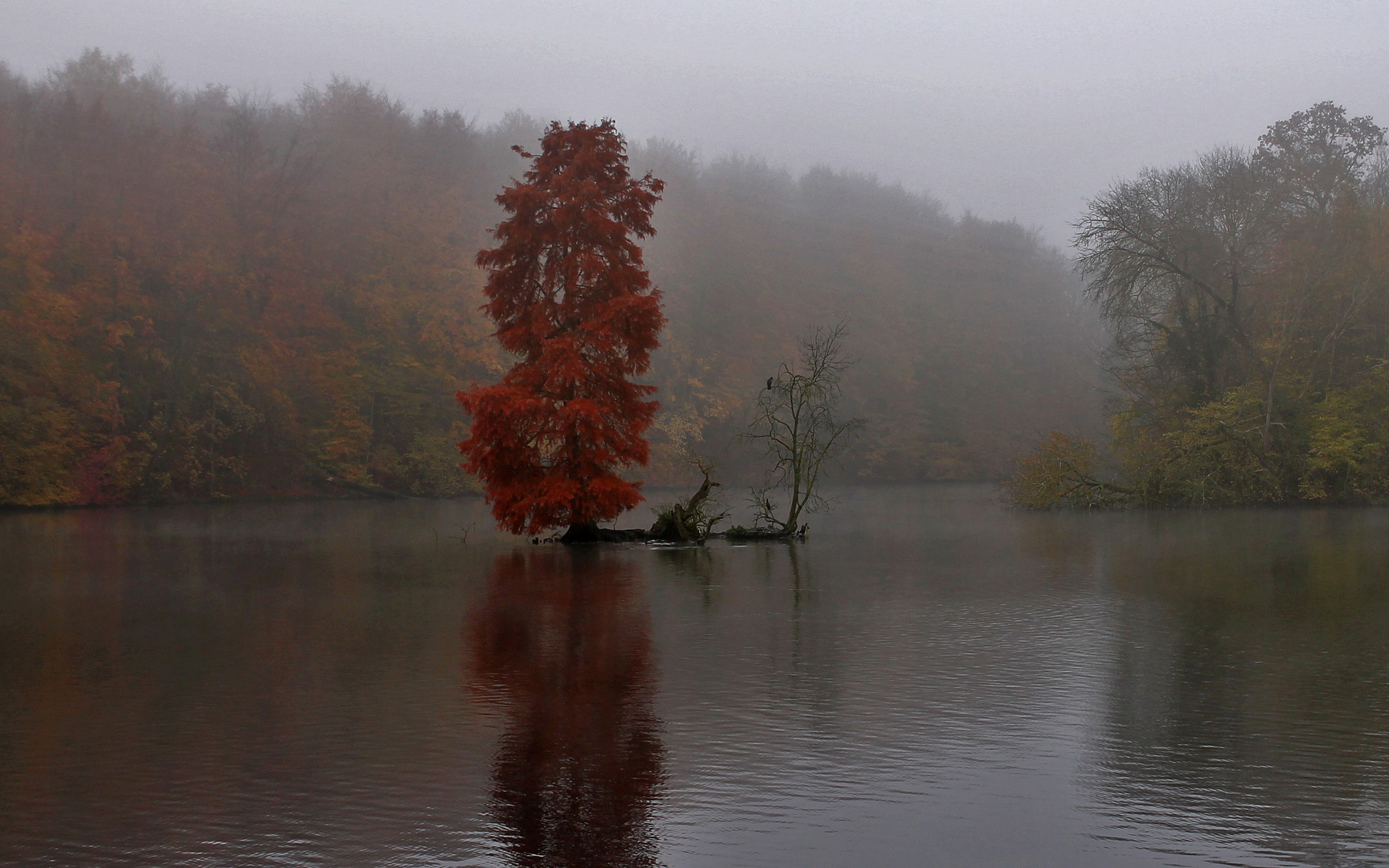 Niebla en otoño