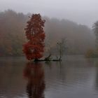 Niebla en otoño