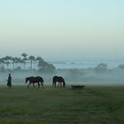 Niebla en San Antonio de los Baños