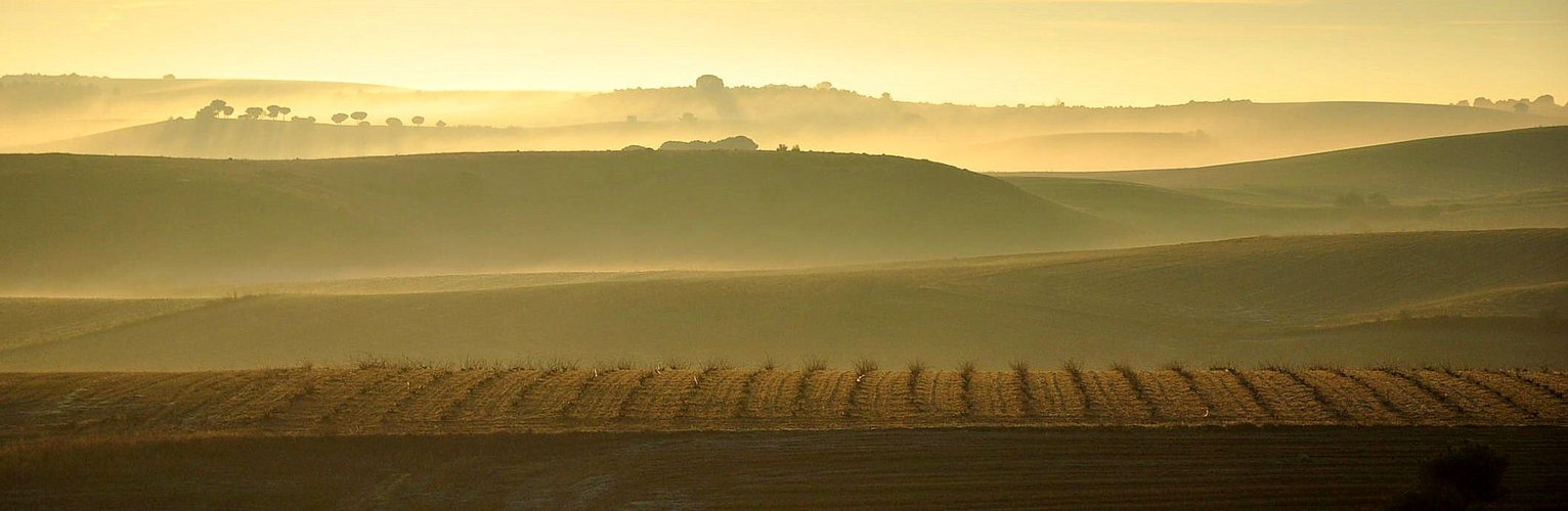 NIEBLA EN TIERRA DEL VINO