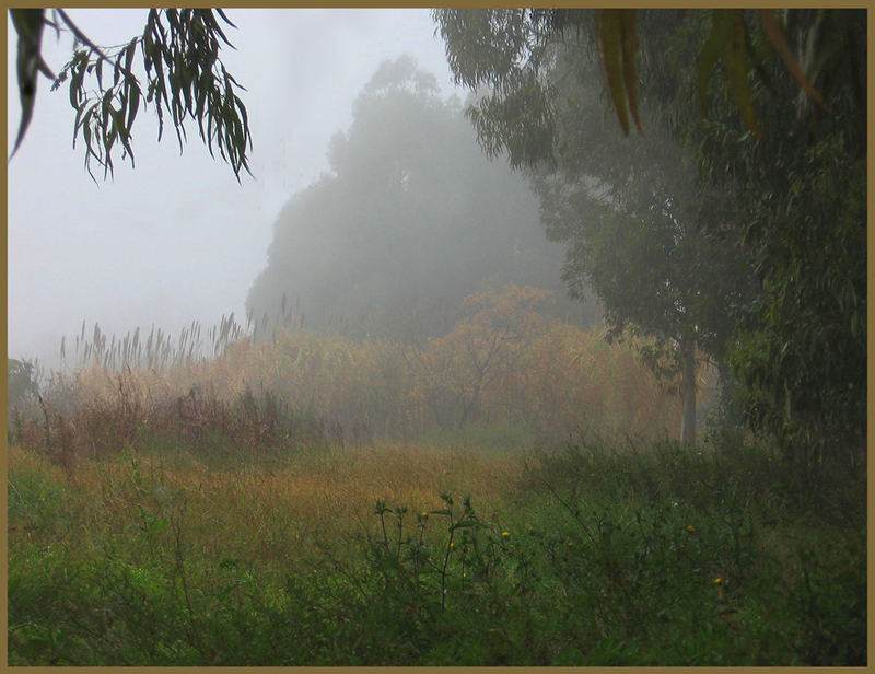 Niebla matinal