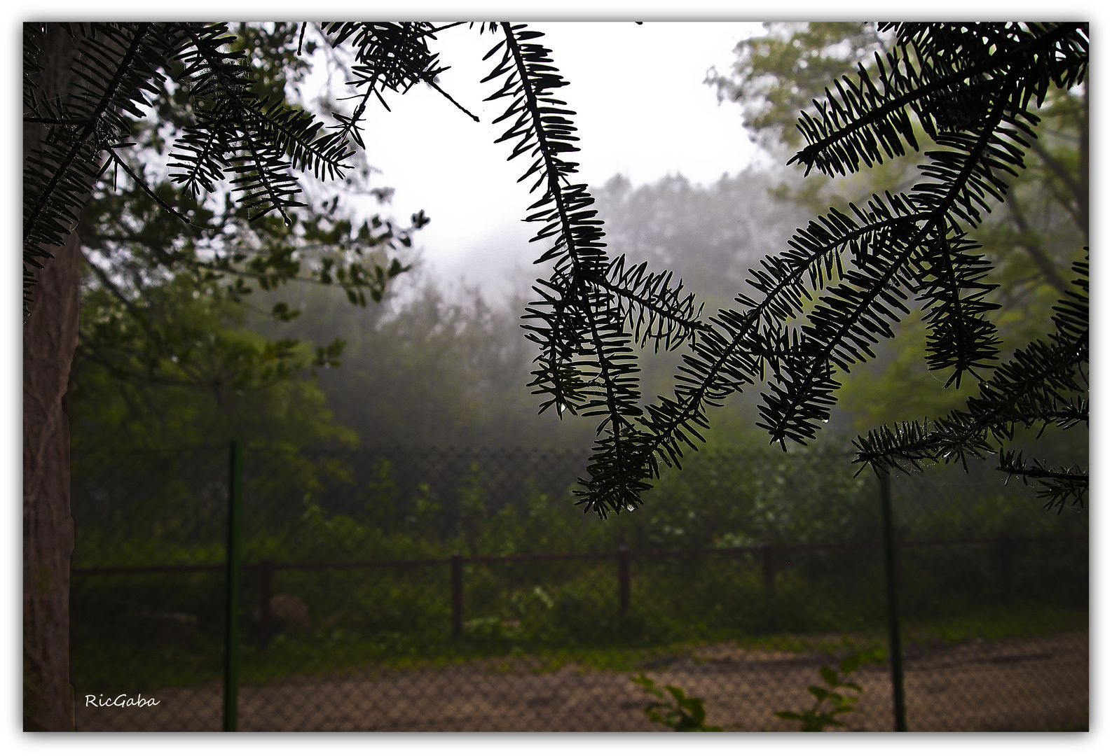 Niebla y lluvia