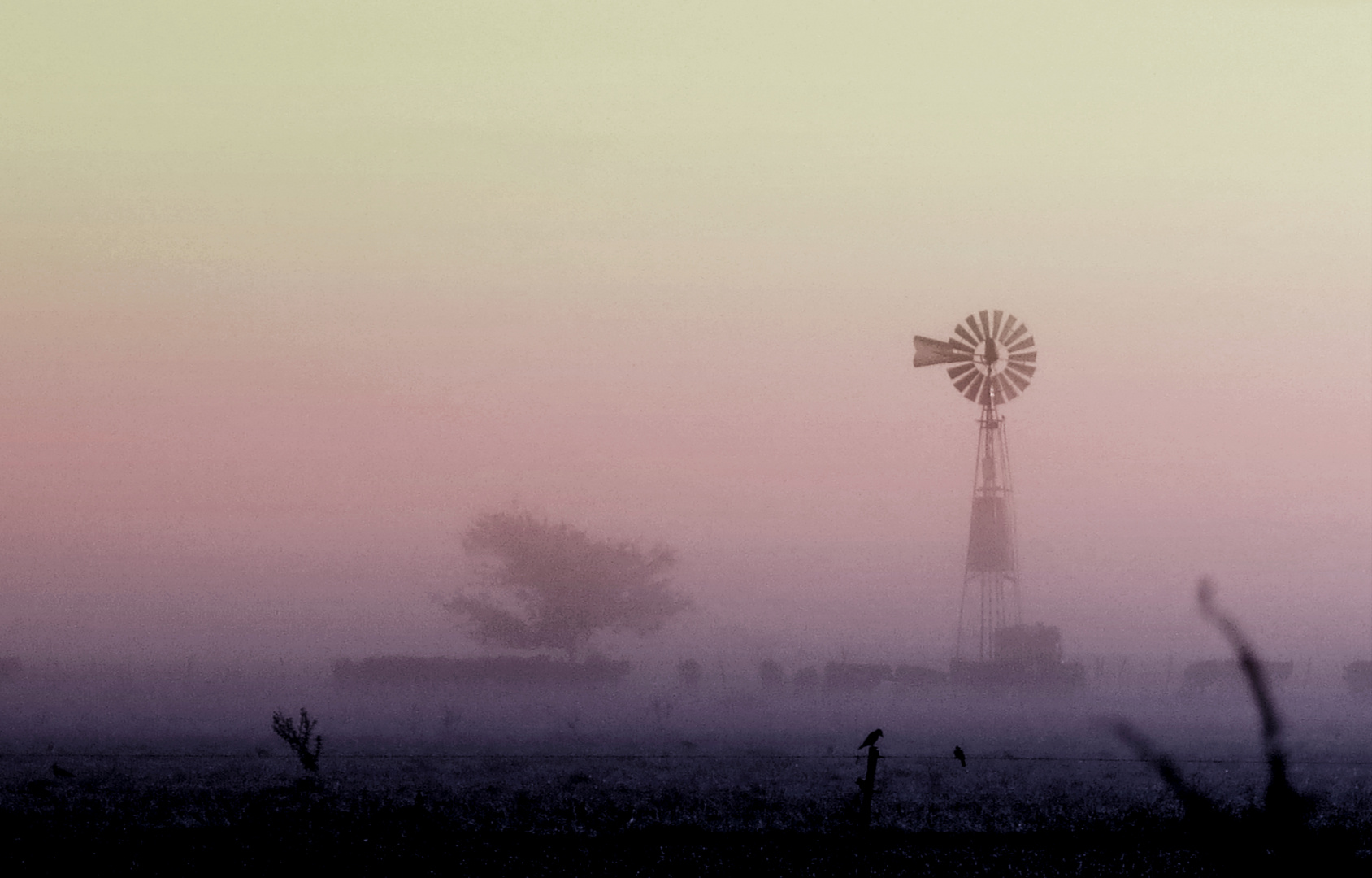 niebla y pampa al amanecer