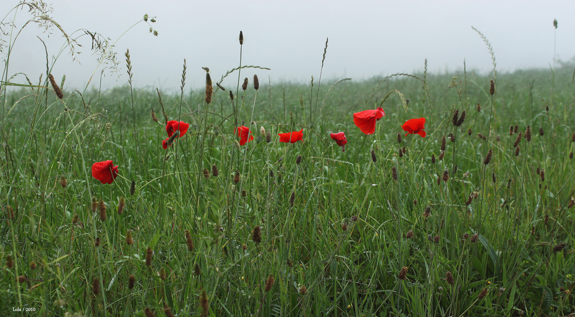 NIEBLA Y...AMAPOLAS