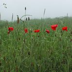 NIEBLA Y...AMAPOLAS