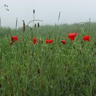 NIEBLA Y...AMAPOLAS