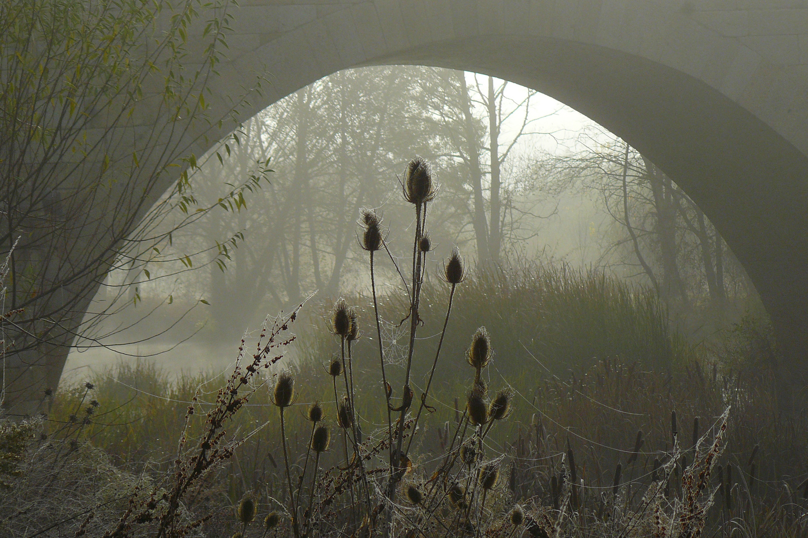 nieblina bajo el puente