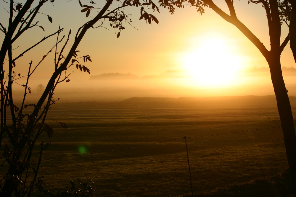 Nieblum im Morgennebel 2