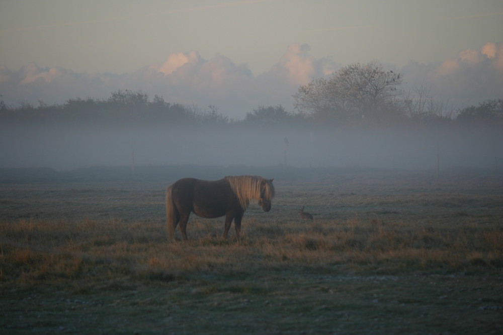 Nieblum im Morgennebel 3