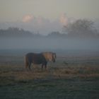 Nieblum im Morgennebel 3