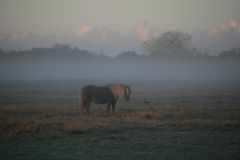 Nieblum im Morgennebel 3