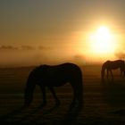 Nieblum im Morgennebel 4