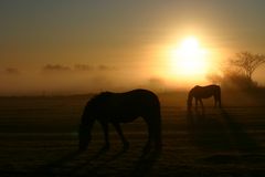 Nieblum im Morgennebel 4